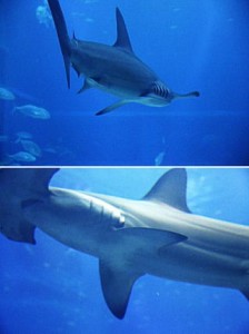 シュモクザメ(ハンマーヘッドシャーク)