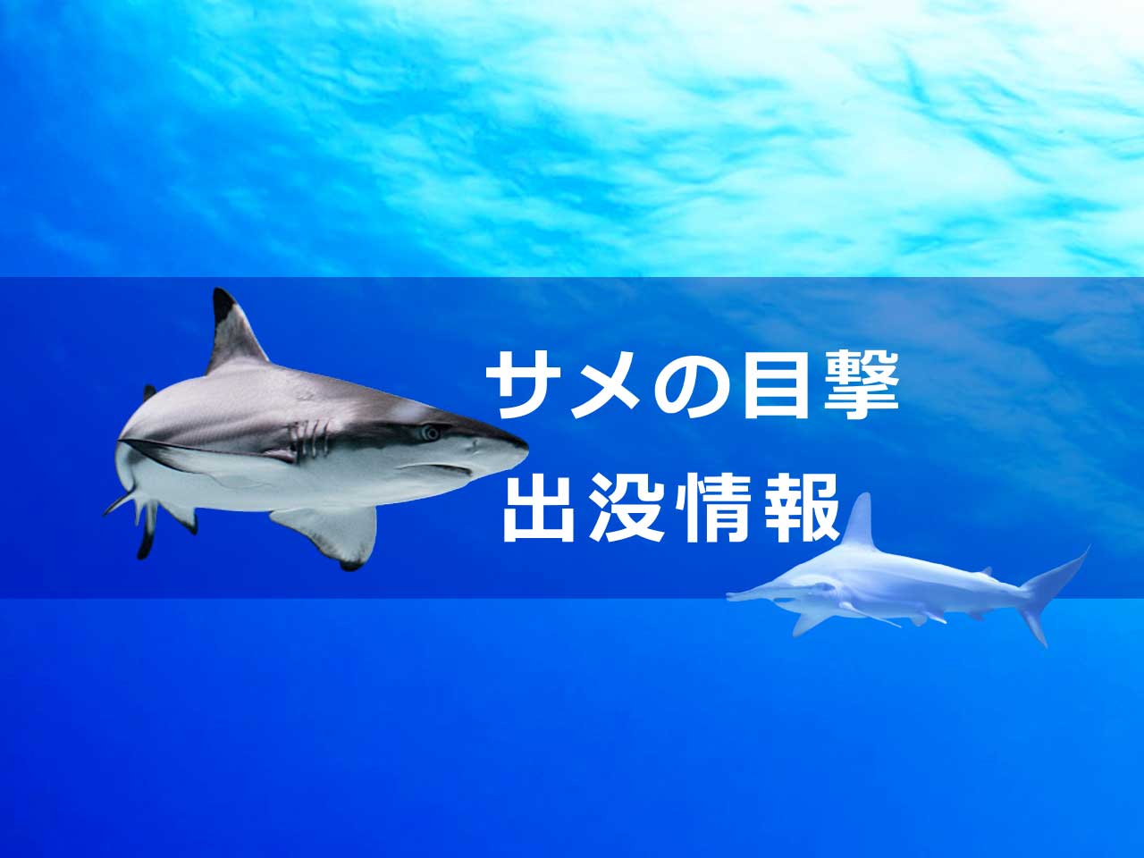 サメの目撃 出没 事故情報 事件 事故 災害アーカイブ