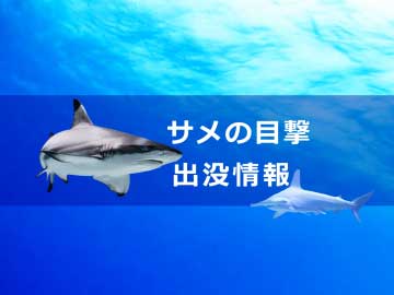 サメの目撃・出没・事故情報