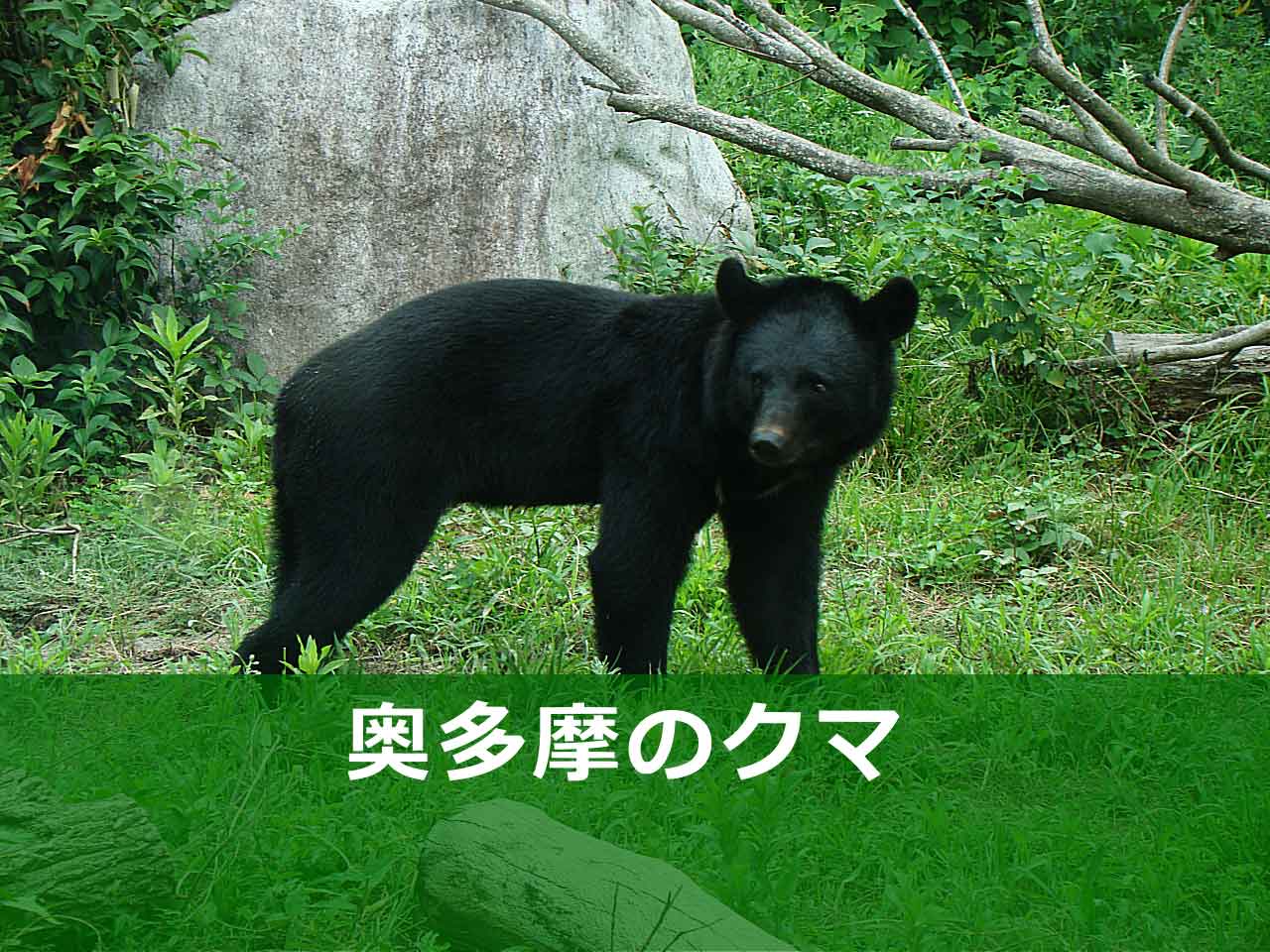 東京（奥多摩）のクマ