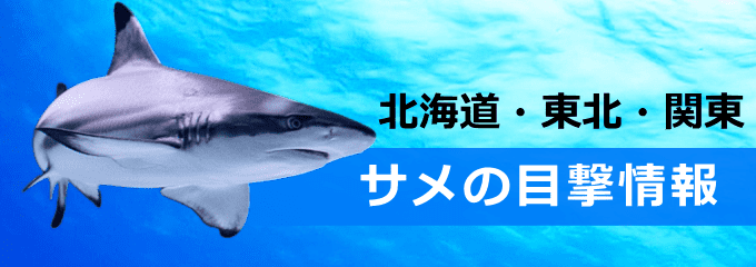 北海道・東北・関東のサメ情報