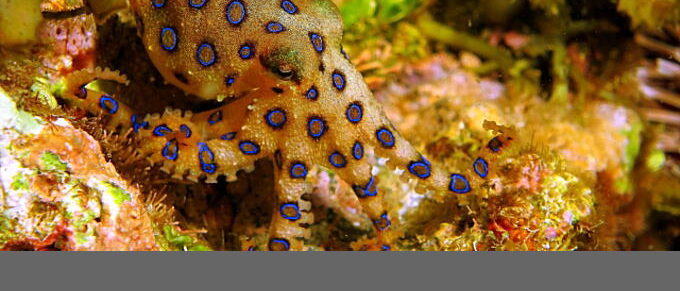 ヒョウモンダコ