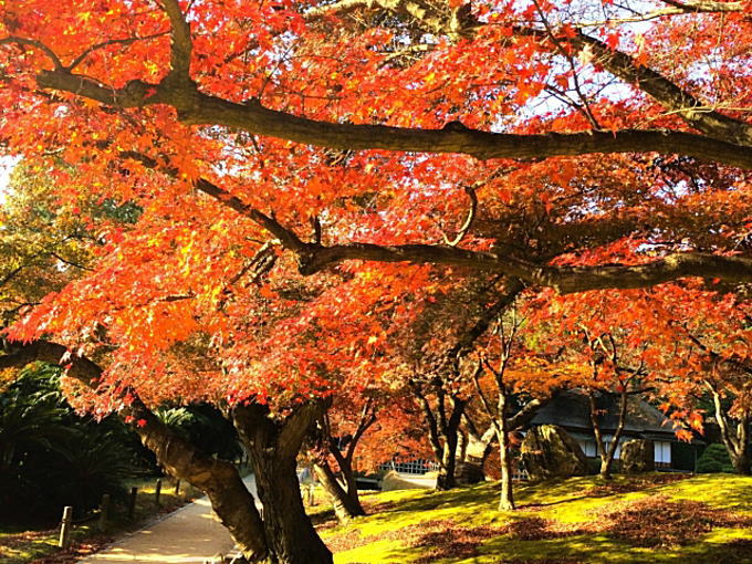 岡山後楽園の艶やかな紅葉写真です。