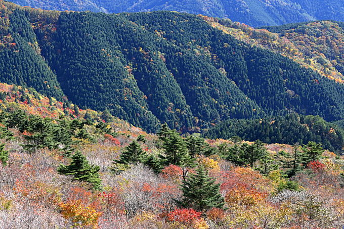四国カルスト（天狗高原）の山岳紅葉写真です。